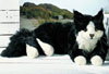 Kosen Cats Kosen Cats