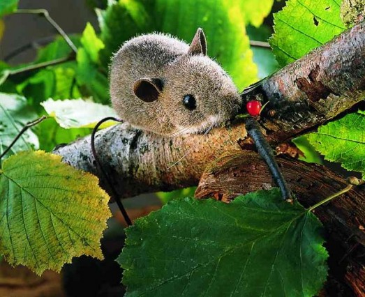 Retired Kosen Animals - FOREST MOUSE 11CM <BR>