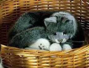 Kosen Cats - GREY CAT 50CM