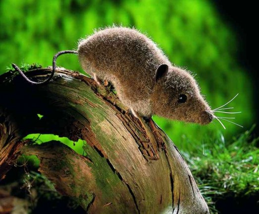 Retired Kosen Animals - SHREW 13CM <BR> BROWN