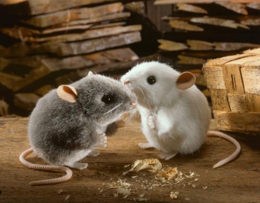 Kosen Animals - MOUSE 10CM <BR> WHITE