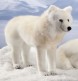 ARCTIC FOX STANDING 43CM