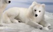 ARCTIC FOX LYING DOWN 41CM