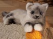 BIRMAN KITTEN 41CM