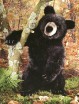 BLACK BEAR 51CM