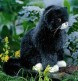 BLACK & WHITE CAT 23CM