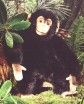 CHIMPANZEE 34CM