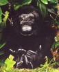 GORILLA 34CM