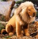 LION 29CM
