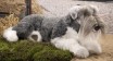 MINIATURE SCHNAUZER 70CM