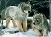 LYING WOLF 41CM