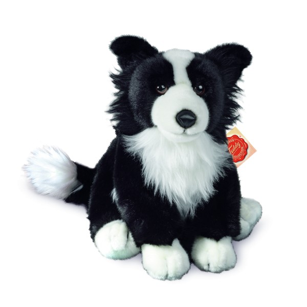 collie teddy