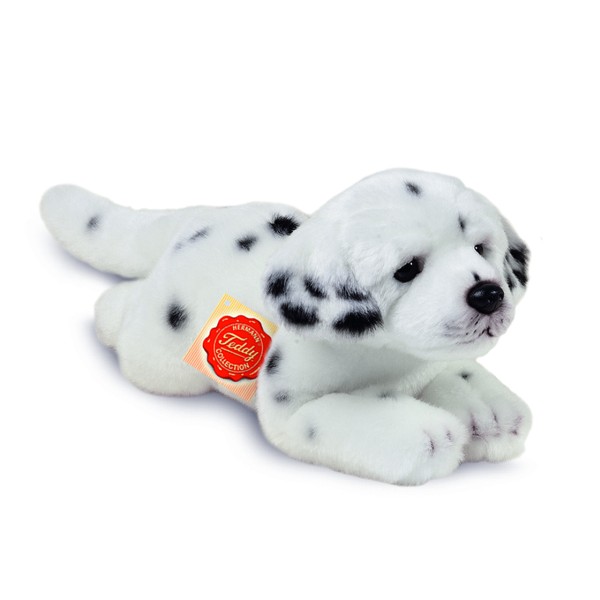 dalmatian teddy
