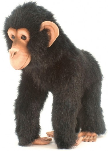 Retired Bears and Animals - CHIMP WALKING