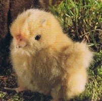 Retired Kosen Animals - CHICK YELLOW 11CM