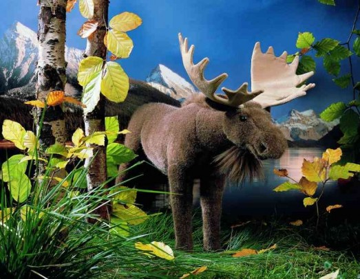 Retired Kosen Animals - MOOSE 44CM