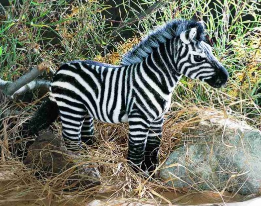 Retired Kosen Animals - ZEBRA  38CM